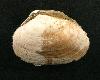 Macoma