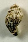 Priscofusus