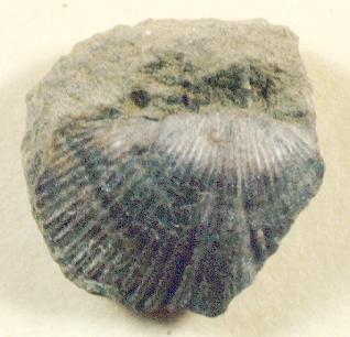 Brachiopod