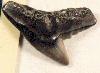 Shark tooth