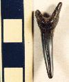 Shark tooth