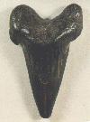 Shark tooth
