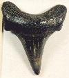 Shark tooth