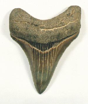 Shark tooth