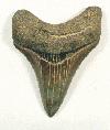 Shark tooth