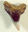 Shark tooth