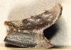 Crab claw