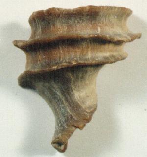 Ecphora