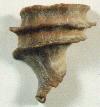 Ecphora