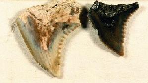 Shark tooth