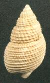 Nassarius