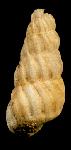 Opalia