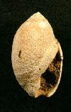 Olivella