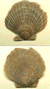 Pecten