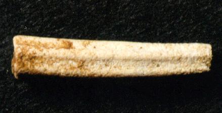 Scaphopod