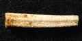 Scaphopod