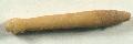 Sea urchin spine