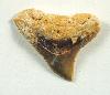 Shark tooth