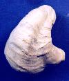 Texigryphaea