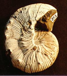 Ammonite