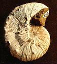 Ammonite